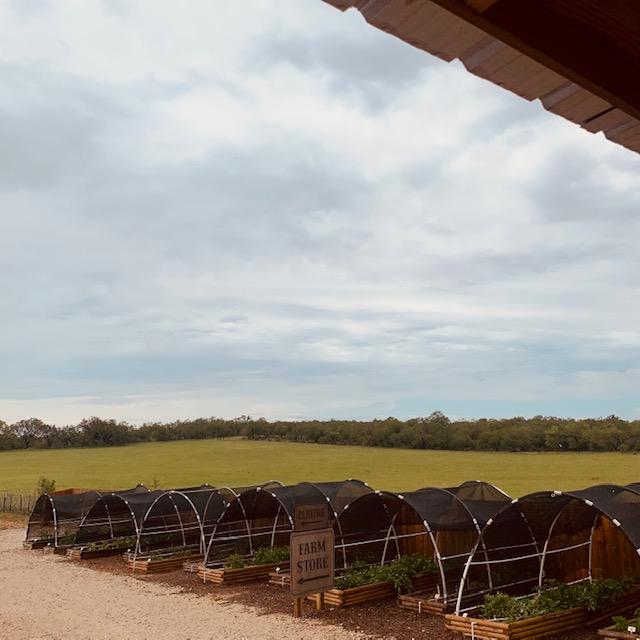 Everything is greening up around here from the rain.