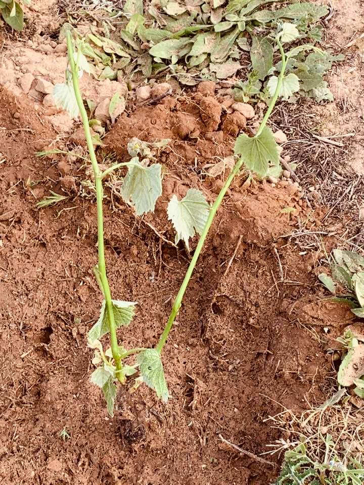 One of the new green grapevines I planted today.