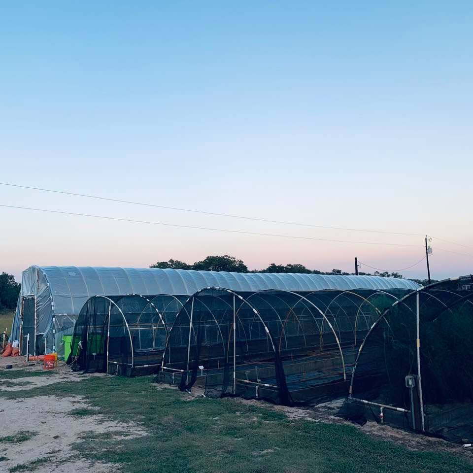The greenhouse, an excellent seed source, now looks great with new plastic. It is ready for winter if we have another Snowpocalypse.