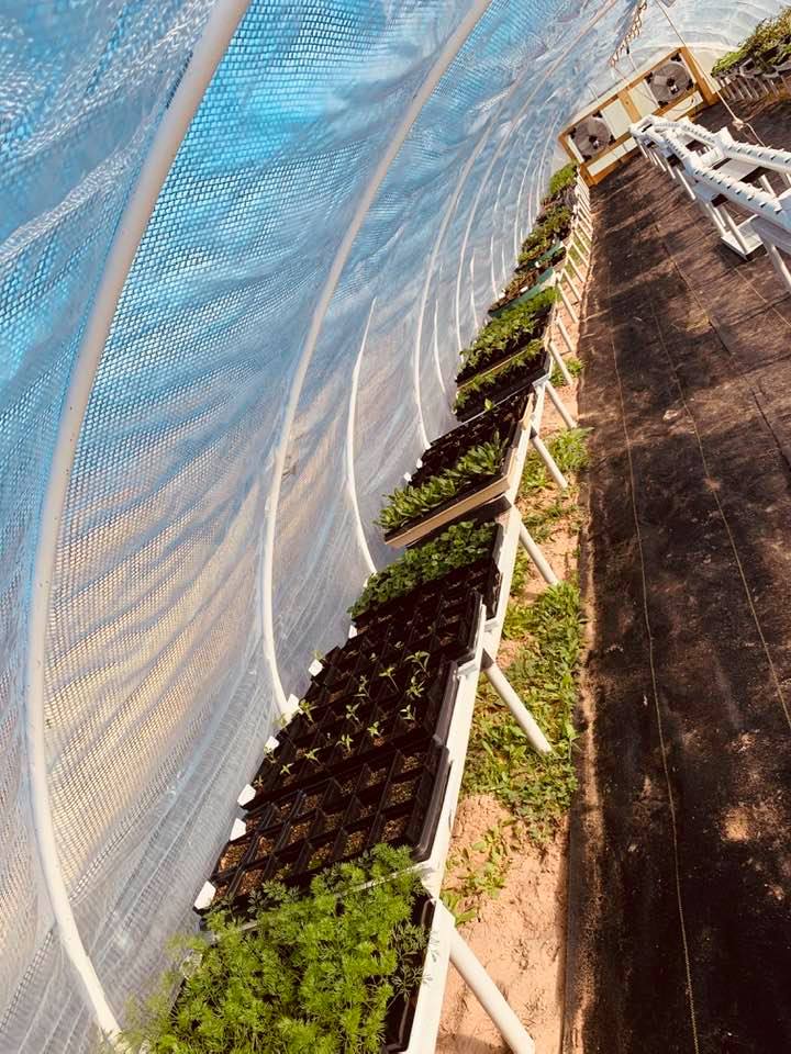 One side of the greenhouse on our backyard farm. It is filled with a lot of different plants. Some will be transplanted into raised garden beds. Others will be sold in pots.
