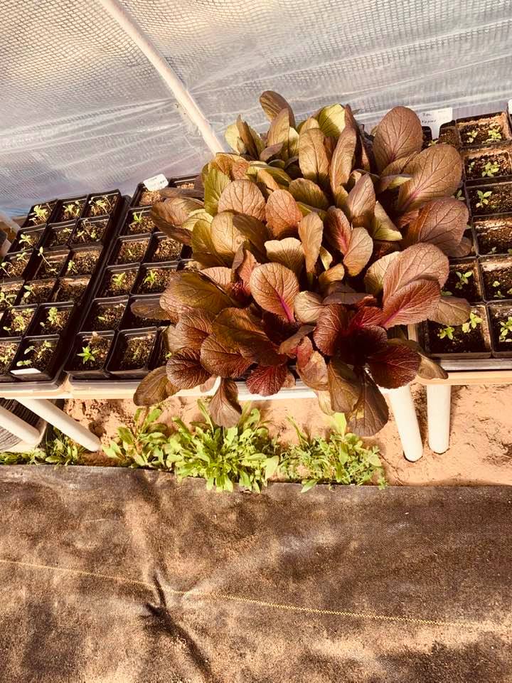 Red lettuce and other plants in the greenhouse.
