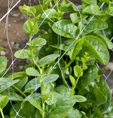 This is our green vining spinach aka Green Malabar Spinach. Make planting spinach fun in your garden this year by adding some.