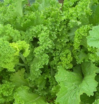 Plant mustard greens near your berries.