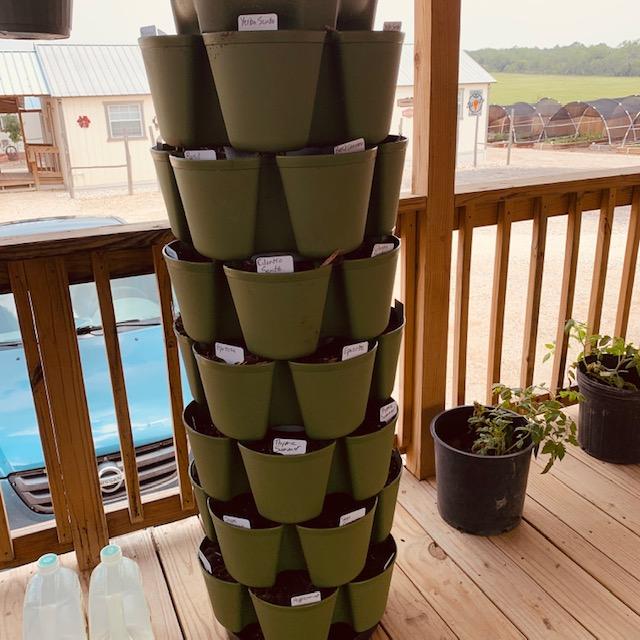This green tower is a Greenstalk planter and is an excellent way to grow loose leaf lettuce. Fill the pockets with soil and then plant the seeds. Water up top. This green tower is a Greenstalk planter and is an excellent way to grow loose leaf lettuce. Fill the pockets with soil and then plant the seeds. Water up top.