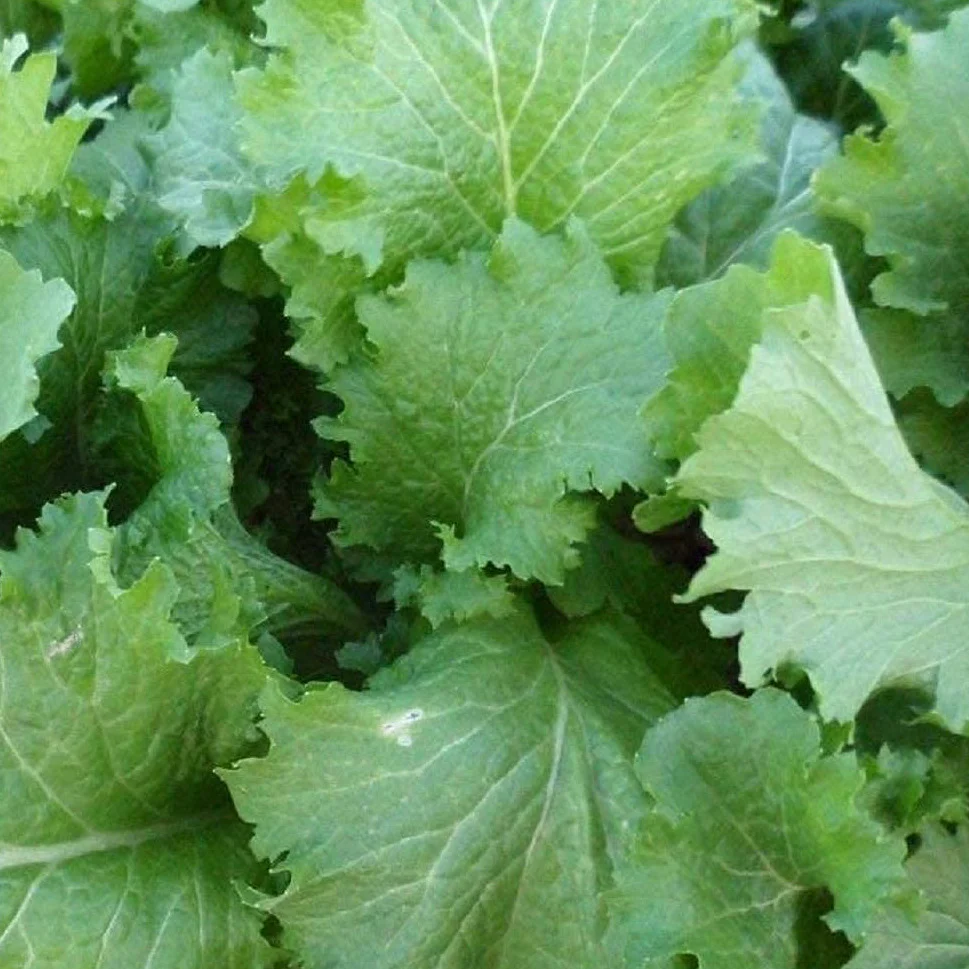 Green Wave mustard greens are Non-GMO.