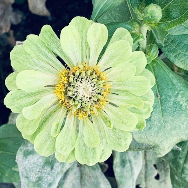 This is one of our Envy zinnias and, yes, it is really green.