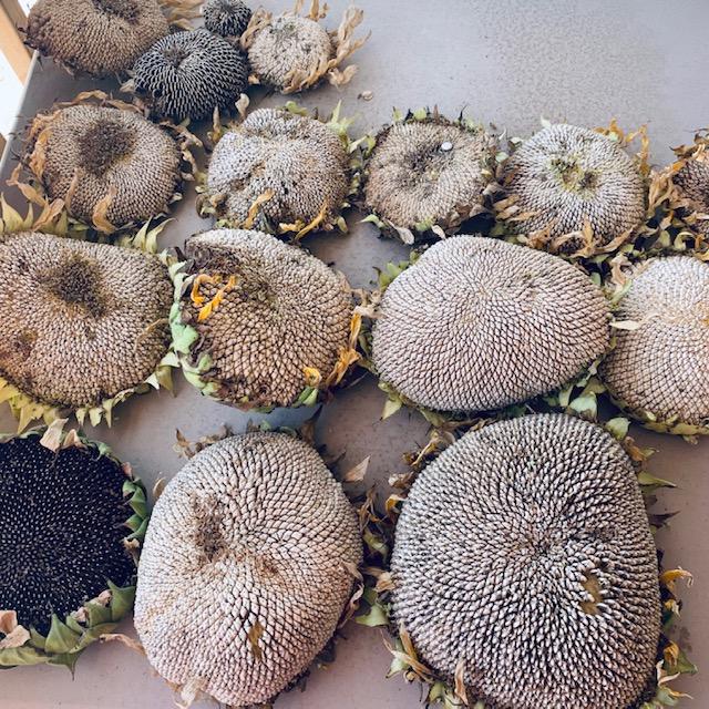 Here are some different types of sunflowers that we harvested today. All of them have hardened seeds so none of these will cook up but you can make some good roasted seeds.