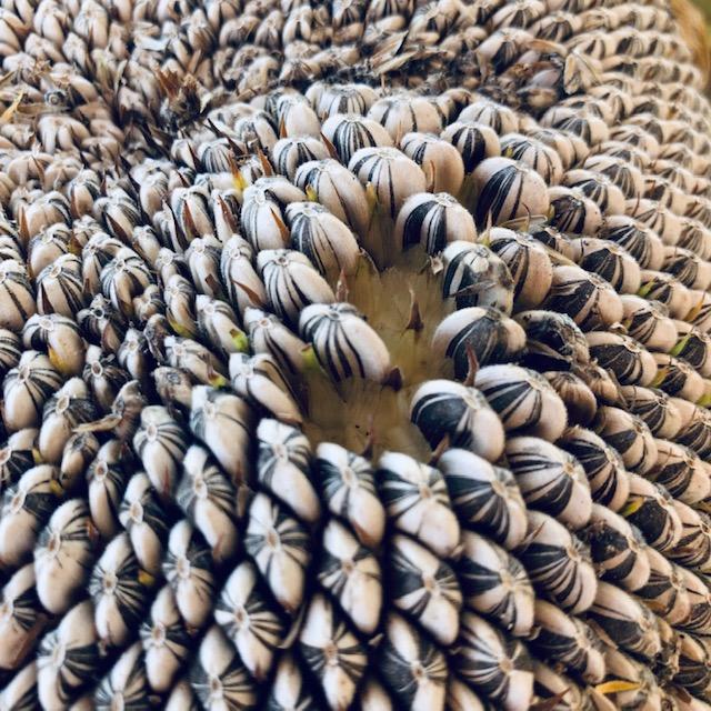 These are the Mammoth Grey Stripe seeds growing on our beautiful sunflowers. They are ready to be roasted.