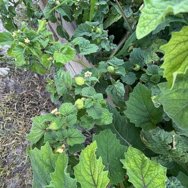 Heritage vegetable seeds grew ground cherries in my garden.