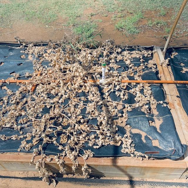 Some dead ground cherry plants. I cut them down and will harvest the ground cherries off. The fruits inside of the paper like lanterns are yellow.