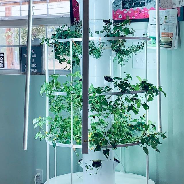 We grow vegetables and herbs in the Farm Store in our hydroponic grow tower.