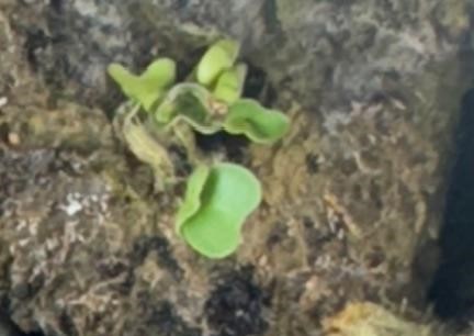 Plants are beginning to grow in the hydroponic grow tower again.