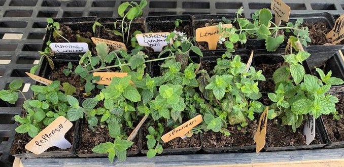 These are the plants we took from the grow tower. They are now in pots of dirt for sale.