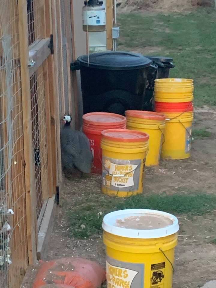 The male guinea is always trying to get into the chicken coop. He feels that he is king of the chickens so when we let him out of the guinea coop, he tries to get back in with the chickens.