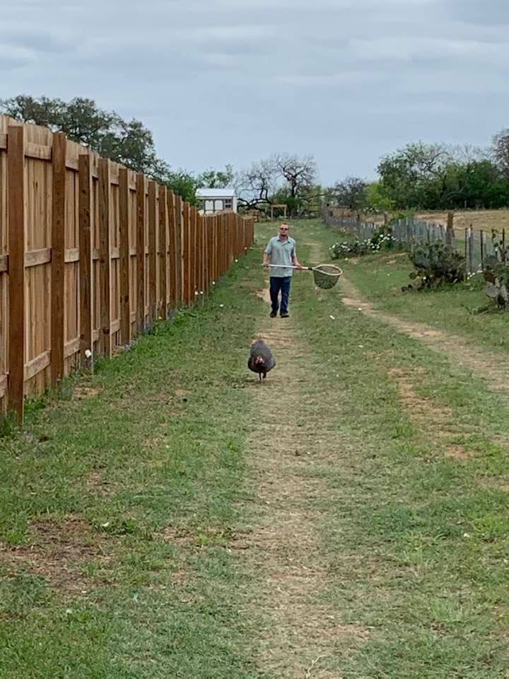 Matt and I tried to get Hershel to fly over the fence to his coop but he refused to do it. He walked all the way around the fence.