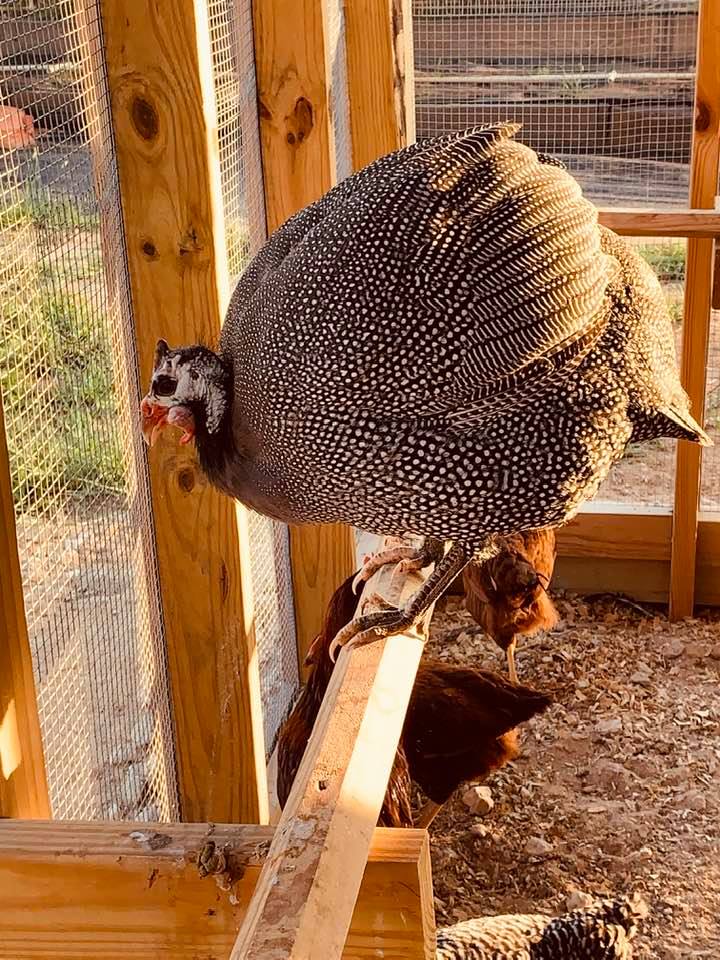 This is our colorful and loud male guinea. He hates me and flies into my body while squawking at me because I removed him from the chicken coop.