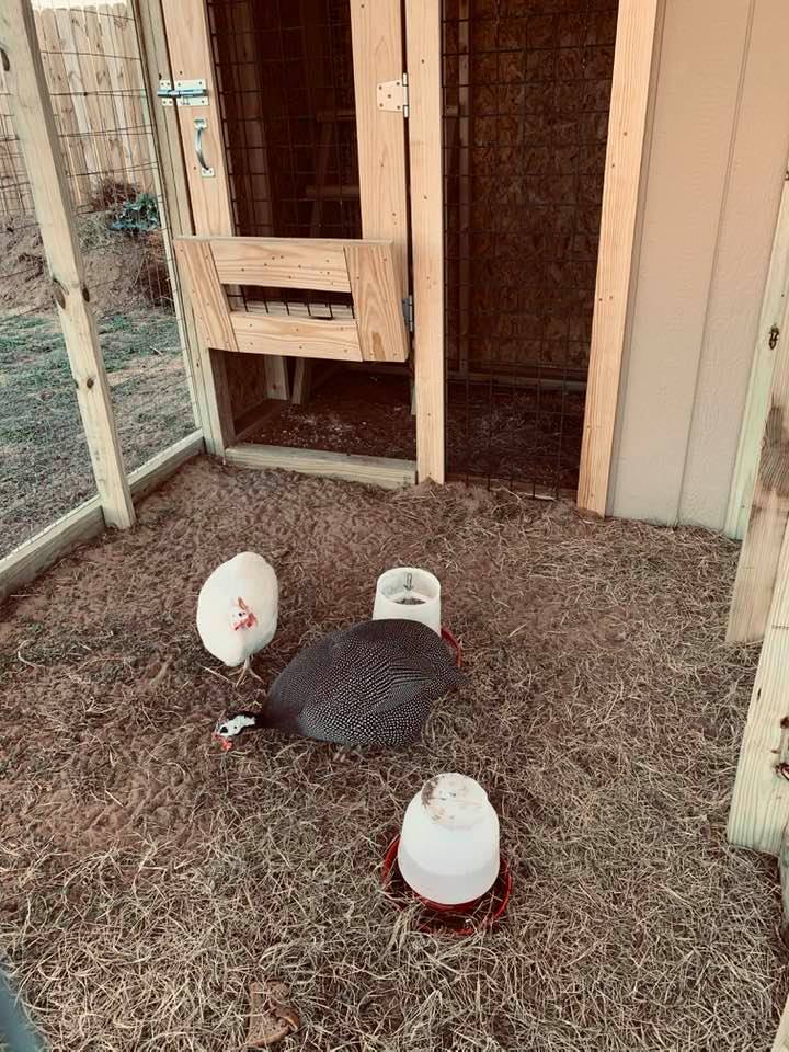 guineasincoop2020321