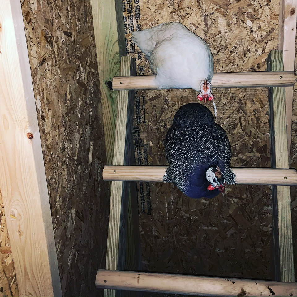 Our guineas sleep on this roost each night. They seem to be pleased with their new accommodations except for the fact that there are no chickens to boss around and peck.