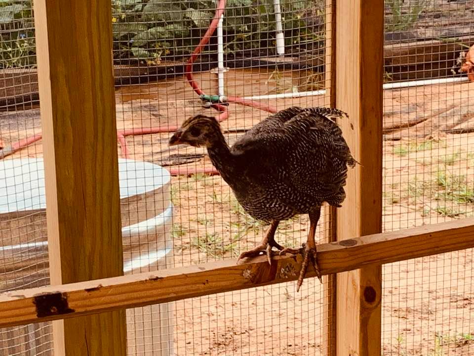 This brown striped guinea is also a girl. They say guineas are very good at handling scorpions and snakes in the chicken coop.