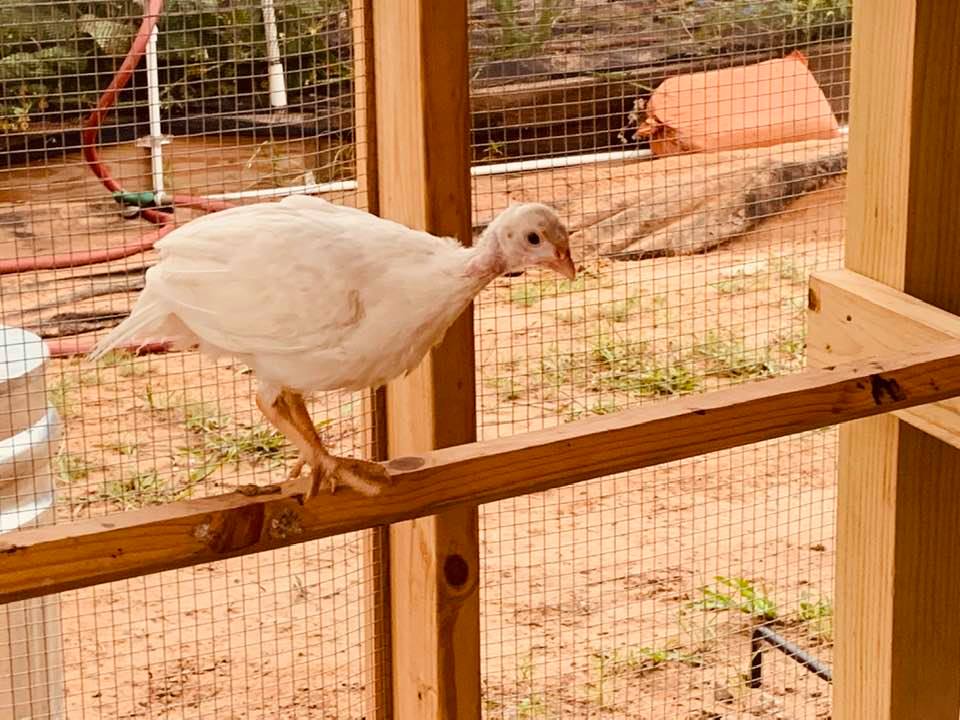 Our white guinea fowl. Isn't she pretty?