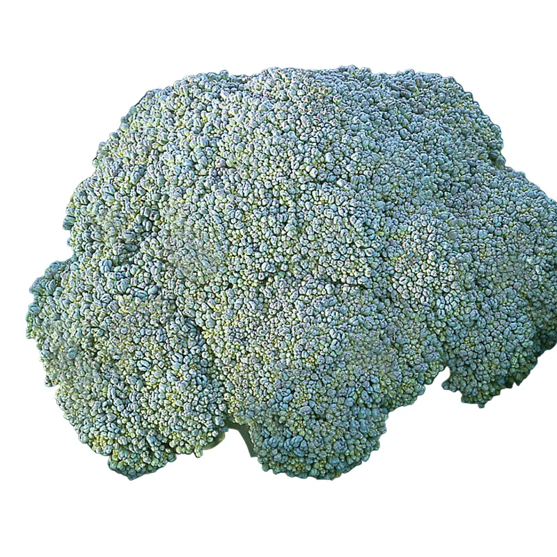 Grow Gypsy broccoli, a heat tolerant hybrid variety.