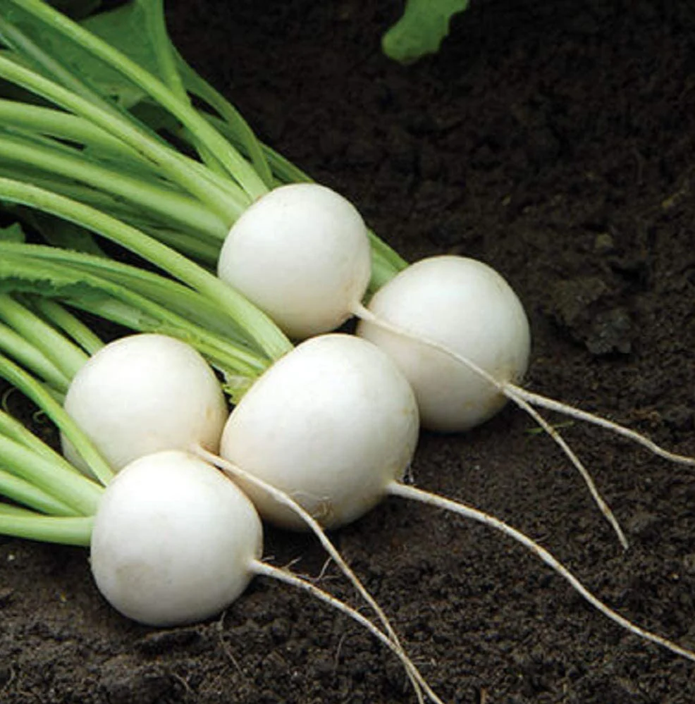 Hakurei turnip is another Japanese turnip to grow.