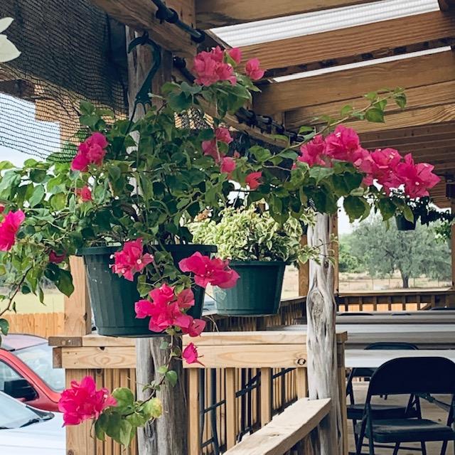 These plants still look good but the 100° plus temps are slowly killing everything. It is just awful. I hope it rains and cools soon so we can plant fall zucchini and all other veggies.