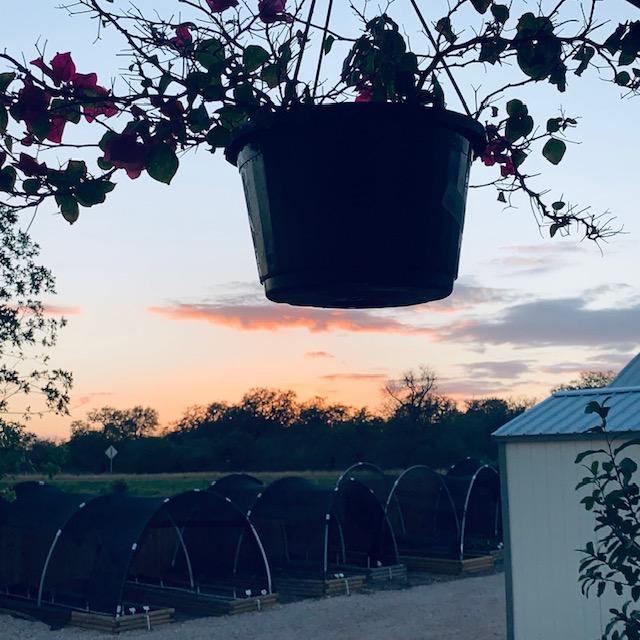 Look at that sunset. Good container garden ideas are using hanging pots with plants. We have an automatic watering system set up to water all of our hanging plants which is so convenient.