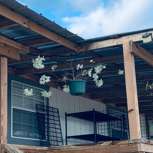 Hanging plants decorate a porch or a covered deck. They are great container garden ideas.