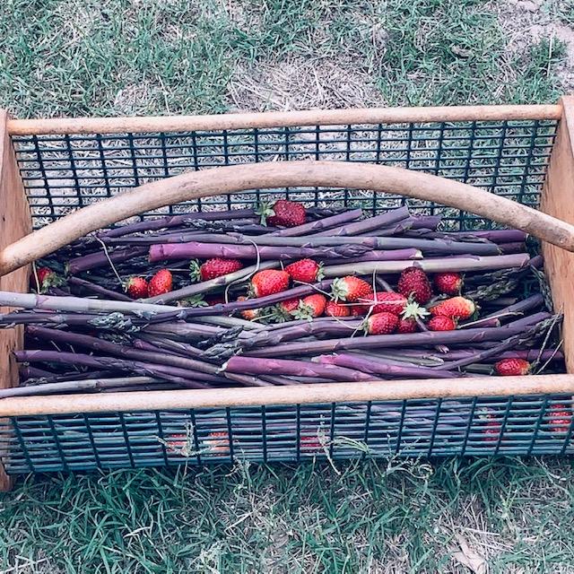 My hod is full of purple asparagus and strawberries from my garden on March 14, 2023.