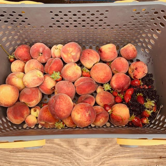 I picked a lot of peaches this morning, as well as some strawberries and mulberries. Aren't they beautiful? I picked a lot of peaches this morning, as well as some strawberries and mulberries. Aren't they beautiful?