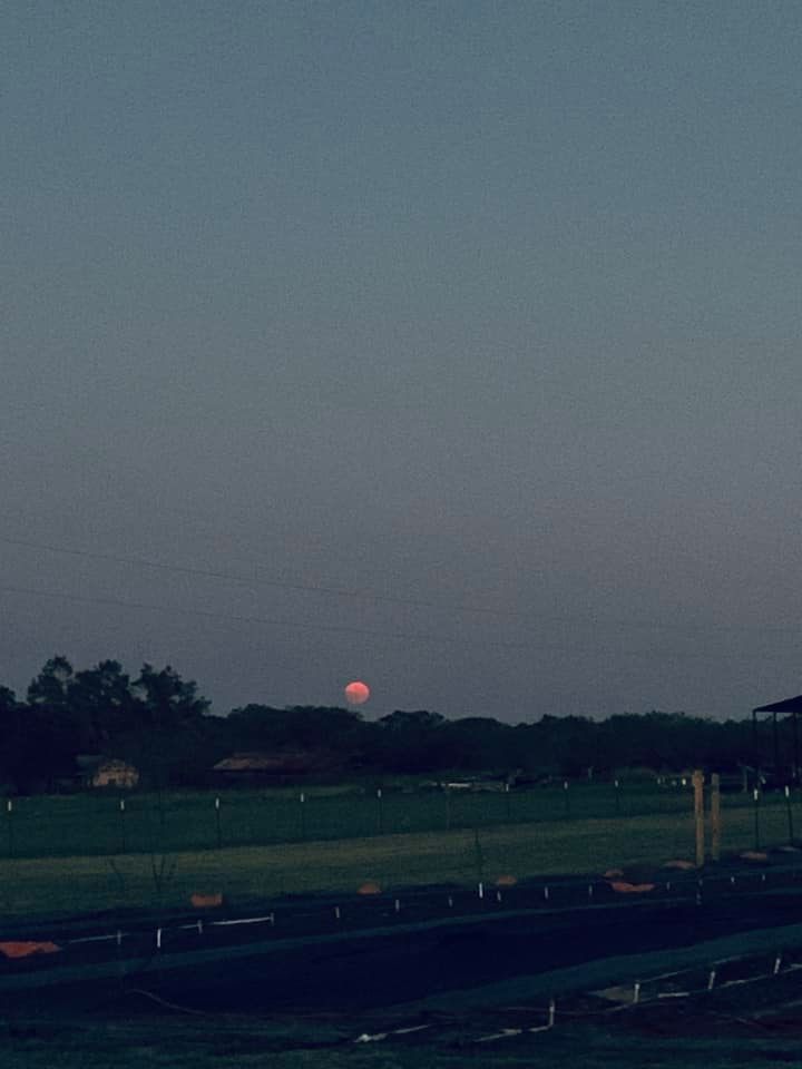 The beautiful pink Harvest Moon on the evening of 10/01/2020.