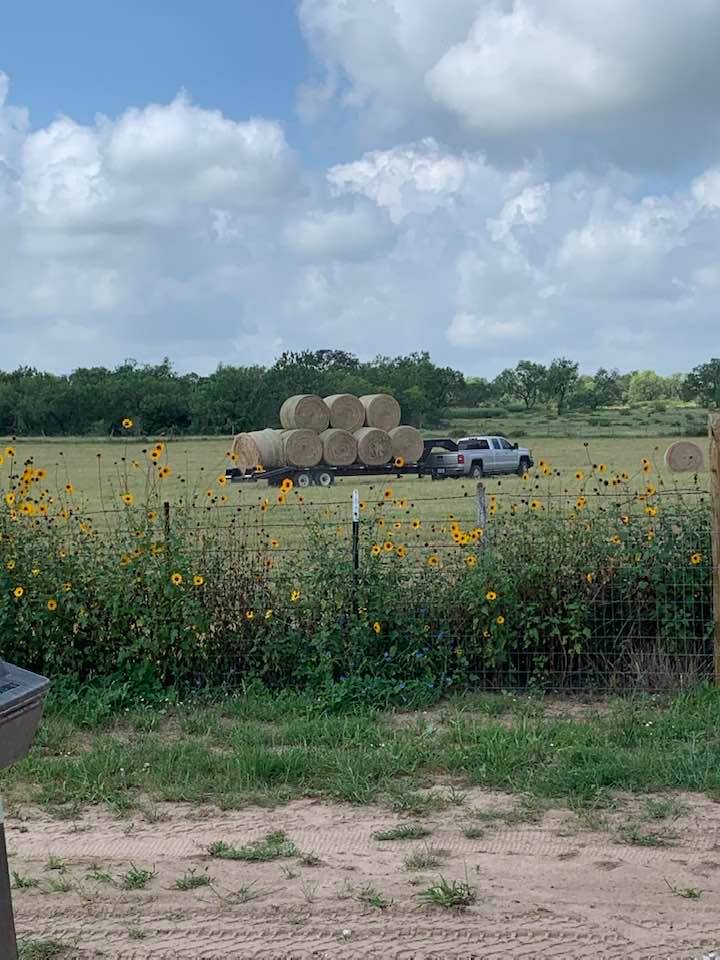 Today, they are moving all of the hay bales. Maybe we will see more in a month or two.