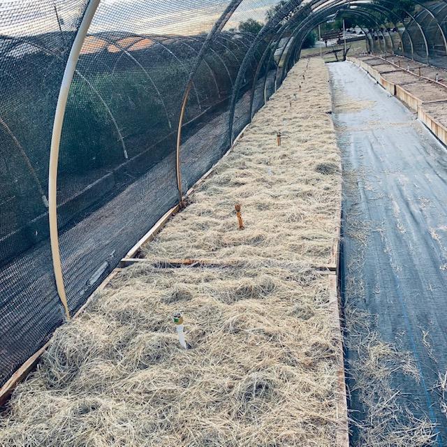 A nice layer of mulch or hay can protect plants and bulbs for the winter.