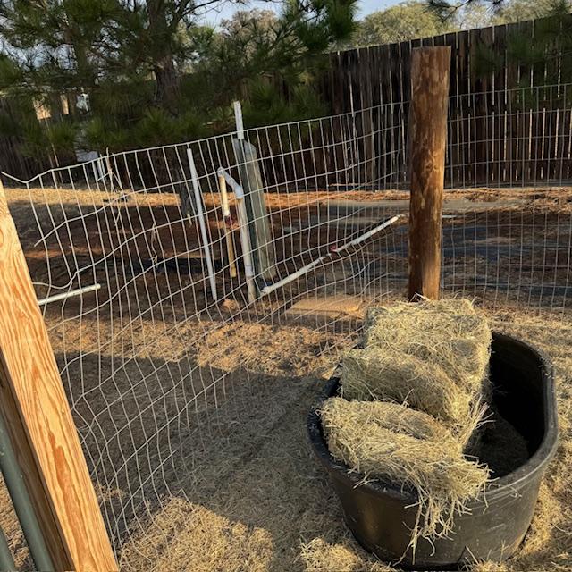 I put a bunch of hay in the tub for the goats to munch on throughout the day.