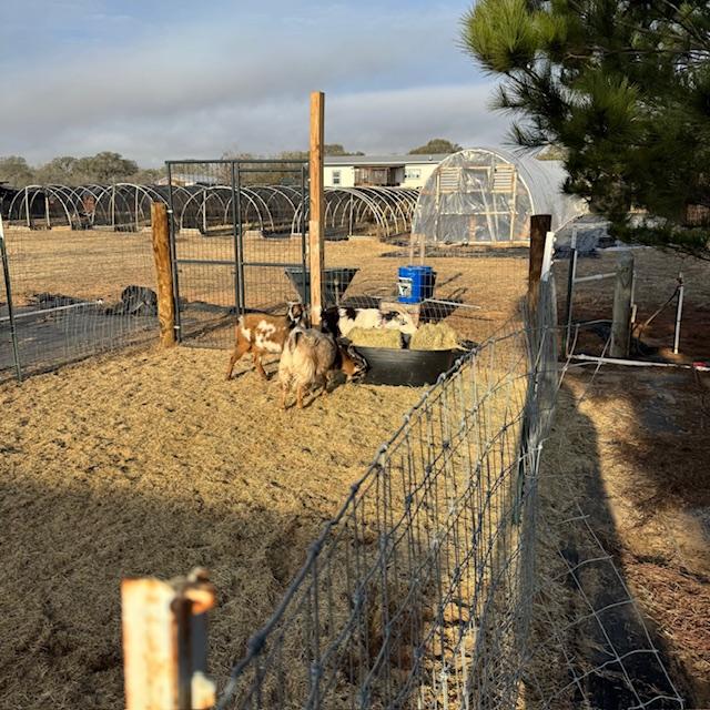 Gracie, Markie, and Trixie are trying out the new hay tub first.