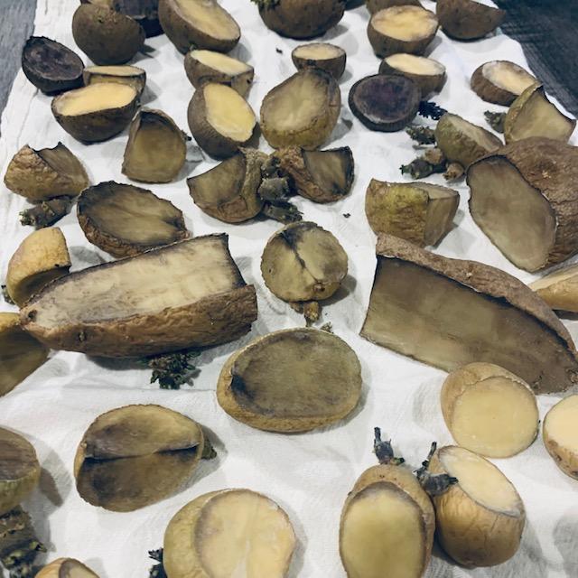 The white potatoes turned gray and the yellow potatoes look the best. It doesn't matter. They are all going in the ground to grow new potatoes.