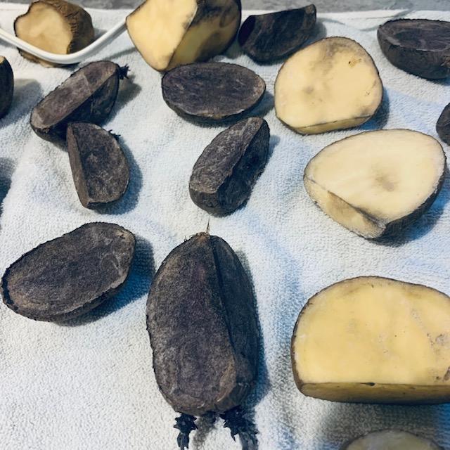 The seed potatoes have been standing on the chits for 24 hours. Hopefully, none have broken off.