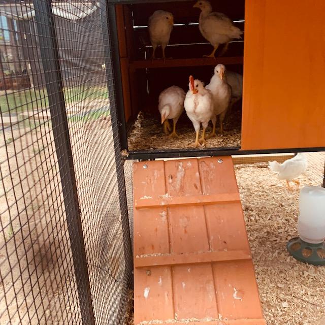 He is leading the pack and he is the only one with a dark red comb and he has wattles. The others have peach colored barely there combs and no wattles.