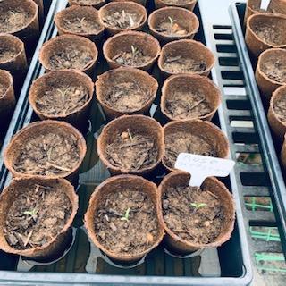 These heirloom tomato starts are just coming up.