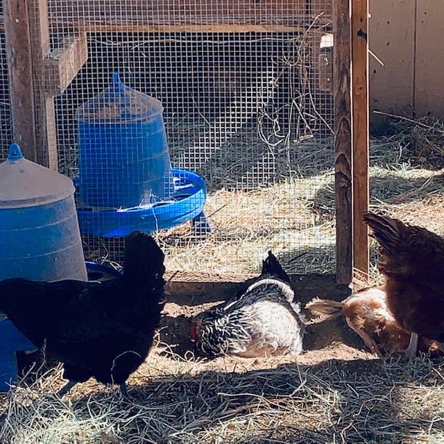 My hens dug in the sand to make a dust bath under the fresh hay. They love it. This was taken on 1/17/23.