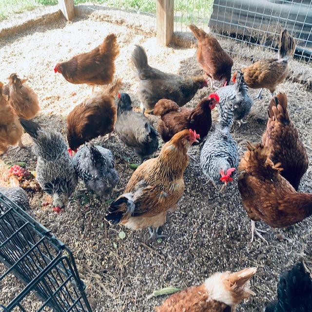 Our adult hens having their breakfast this morning, wishing for cooler weather.