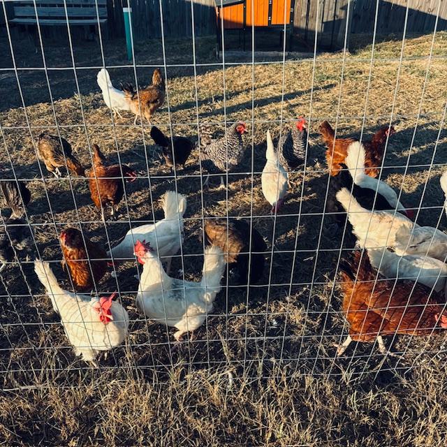 Our hens are free range but at night, we lock them up in their chicken fortress so raccoons and other predators don't eat them. We have to fence them so our dogs don't devour them.