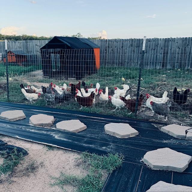 Only about half of the hens are in this photo. They love to come greet me when I walk out of our backyard.