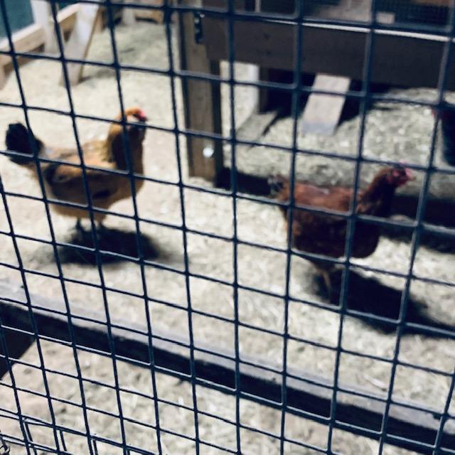 The light is on and it is night. These hens want to play.