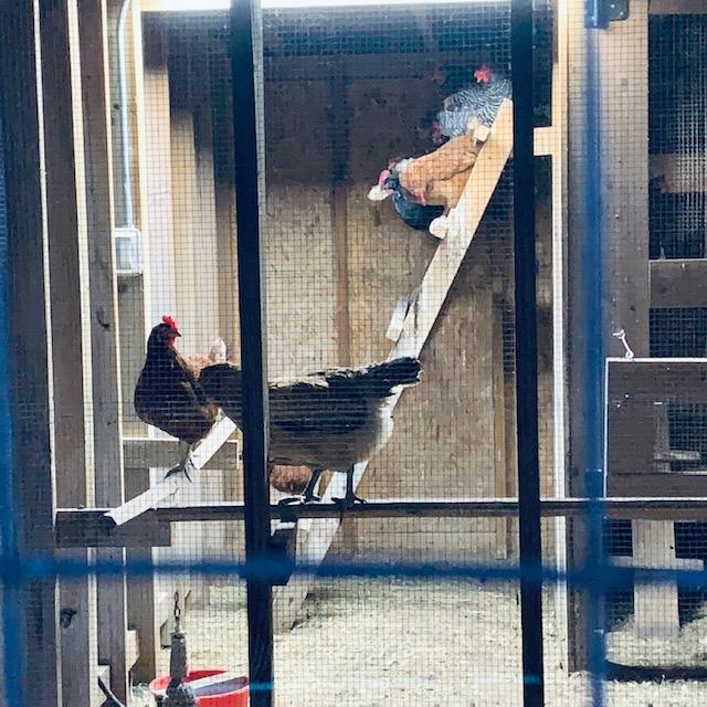 The light is on to boost egg production since it is cold but these hens want to go to sleep. They are on their roosts.
