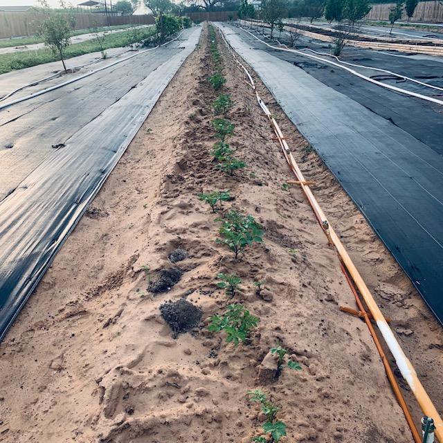 Just look at this long row of potatoes! I never dreamed it would be so easy to grow them. The plants are just gorgeous!