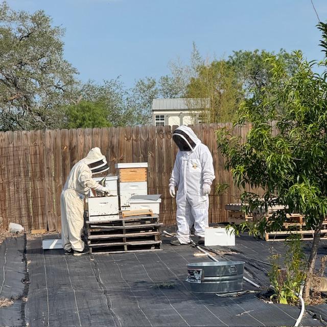 Here Matt is on the right as they remove a frame from the old hive to put in a new one so they won't be overcrowded.