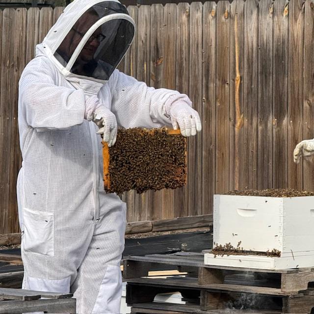 Matt has a frame filled with bees. There were too many bees in each hive in just 8 months. How can that be?