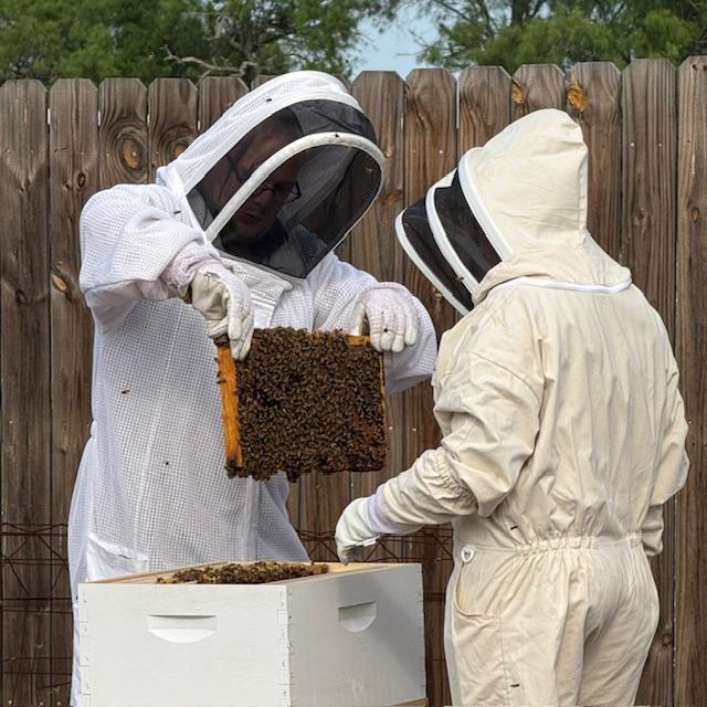 Matt lifts a full frame of bees from one of the old hives to a new one. We thought they would just move in on their own but they have to be put there.